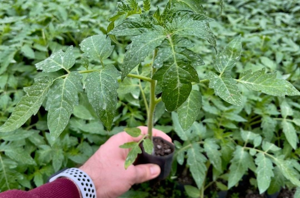 Animalele reacționează la sunetele secrete emise de plante, susțin oamenii de știință