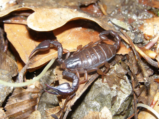 Zeci de scorpioni carpatini observaţi sub roci în comuna Colţi, Buzău pe fondul temperaturilor ridicate