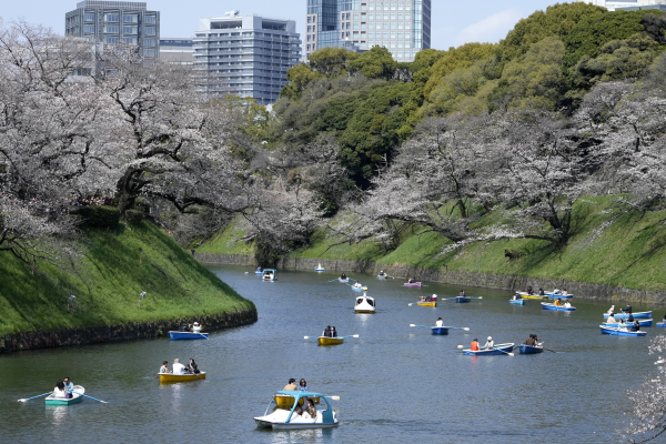 GALERIE FOTO. Japonia se bucură de perioada cireșilor înfloriți