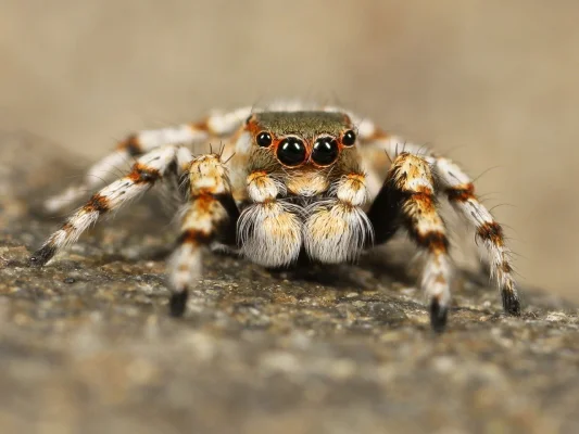 Un indian care transporta circa 100 de animale sălbatice, arestat pe aeroportul din Mumbai / Șopârle, colibri, țestoase și tarantule