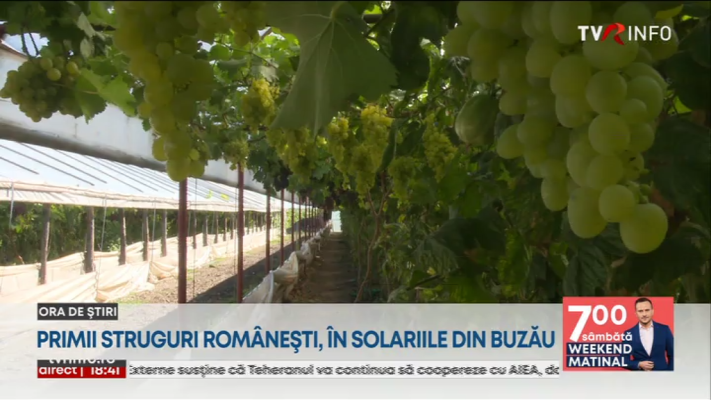 Primii struguri românești, copți în solariile din Buzău. Tot mai mulți legumicultori aleg cultivarea viței de vie în spații protejate