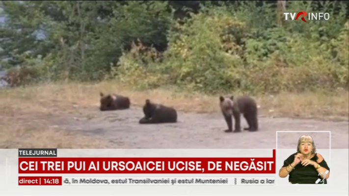 Puii ursoaicei ucise, după atacul asupra motociclistului italian, de negăsit. Ministrul Mediului: Am convocat conducerea Gărzii Forestiere, Gărzii Naţionale şi Romsilva