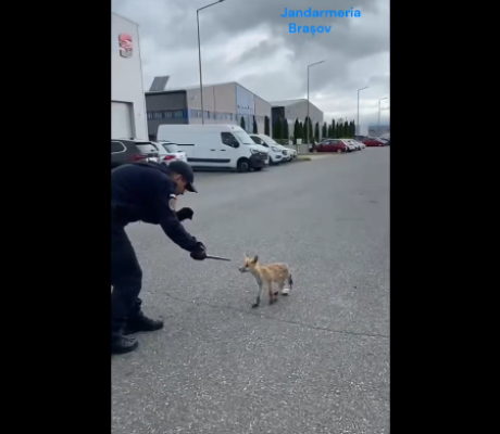 Vulpe dezorientată prinsă de jandarmi într-un parc industrial din Brașov și readusă în mediul natural – VIDEO