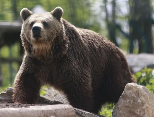 Slovacia ia măsuri drastice împotriva urșilor: sute de animale împușcate și carnea pusă la vânzare pentru consum