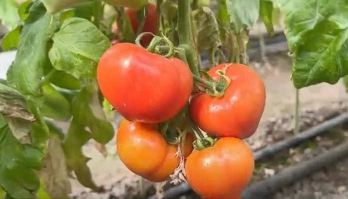 Primele roșii românești, pe tarabe: Fermierii din Olt le vând cu 45-50 de lei kilogramul