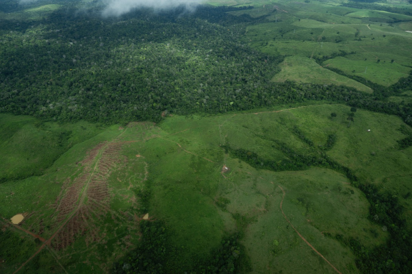 Climatolog, despre viitorul pădurii amazoniene: „Suntem periculos de aproape de un punct fără întoarcere”