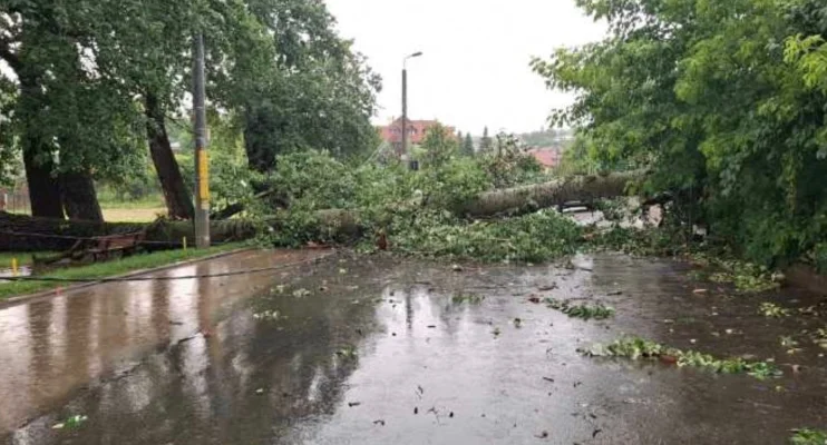 Unul dintre plopii ”fără soț” ai lui Eminescu, prăbușit peste un gard / Intervenție a ISU Iași, nimeni nu a fost rănit