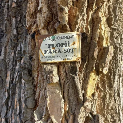 Plopul fără Soţ al lui Eminescu, monument al naturii, s-a prăbușit la Iași