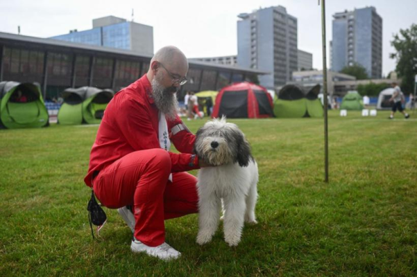 10 cele mai rare rase de câini din lume