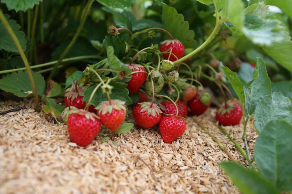 Cum îngrijești căpșunile. Secretul pentru a te bucura de fructe delicioase și sănătoase
