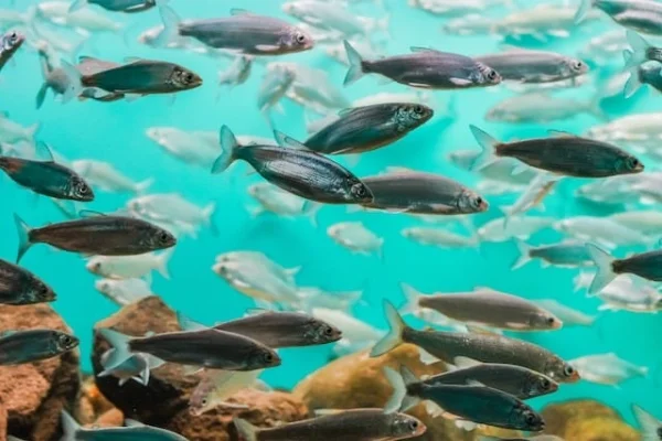 Populaţiile de peşti din Uniunea Europeană dau semne de refacere, dar sunt necesare în continuare eforturi pentru a asigura sustenabilitatea pe termen lung a speciilor-cheie în toate bazinele maritime, arată un raport al Comisiei Europene
