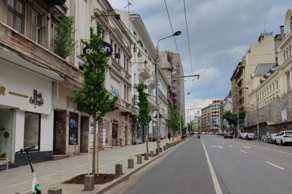 Primăria Arad a sesizat poliția după ce 17 arbori ar fi fost găuriţi cu burghiul şi otrăviţi cu sare pentru a fi tăiaţi