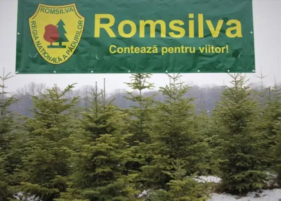 Risipă verde la Romsilva: bonusuri uriașe, haos administrativ și milioane pierdute din pădurile statului