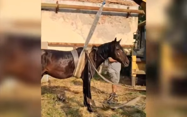 Misiune urgentă! Operațiune pentru salvarea unui cal căzut într-un canal cu apă