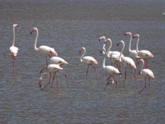 O specie de flamingo şi-a pierdut unul din locurile de reproducere în Africa din cauza apelor reziduale