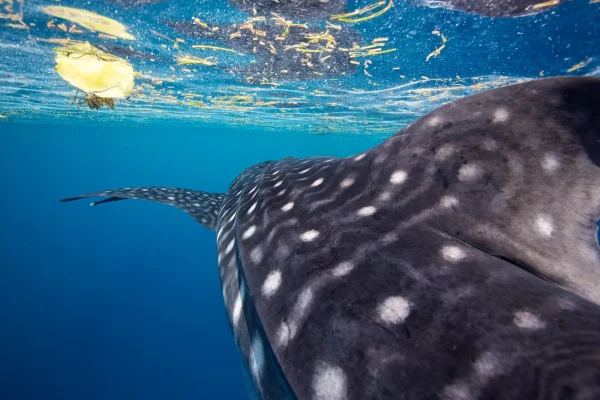 5 iunie, Ziua Mondială a Mediului. Microplasticele din mări depășesc acum numărul stelelor din galaxia noastră. Ideea unui start-up din Chile