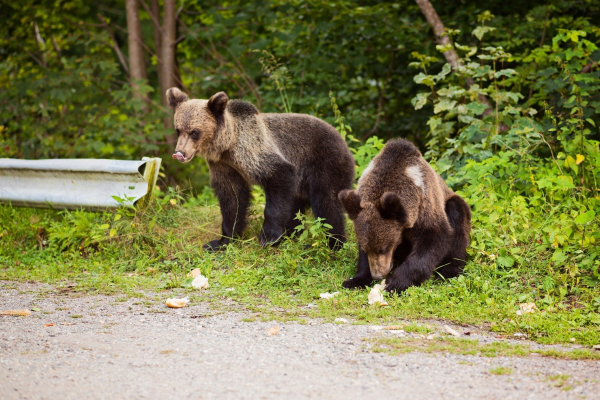 Deputați PSD propun o lege pentru protecția oamenilor și a urșilor: «Ursul nu e jucărie – păstrează distanța, respectă natura», care interzice apropierea de urși la mai puțin de 50 de metri / Pedeapsa: amendă de până la 60.000 de lei