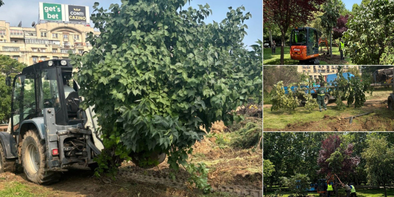 Intervențiile asupra vegetației din șantierul de la Planșeul Unirii, conform avizului de mediu: 16 arbori și 26 de arbuști au fost relocați în Parcul Lumea Copiilor, iar în Parcul Unirii au început defrișările controlate