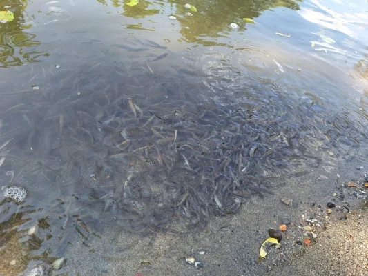 ​Dezastrul de la Salina Praid. Pe cursurile de apă Corund şi Târnava Mică se înregistrează mortalitate piscicolă. Biolog: „Aceasta nu este doar o urgență ecologică. Este o criză de guvernanță”