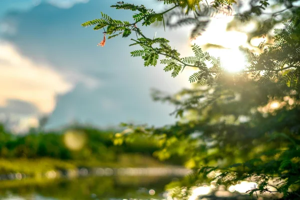 METEO Vreme caldă şi perioade cu averse în următoarele două săptămâni