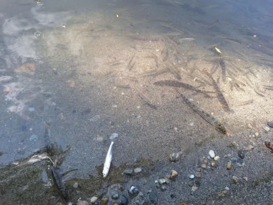 ​Inundarea Salinei Praid. Fechet: Sperăm să nu fim nevoiţi să discutăm şi de un dezastru ecologic pe lângă tot ceea ce s-a întâmplat