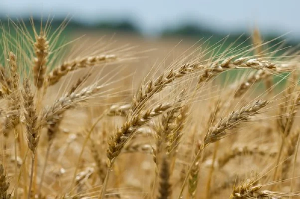UE aprobă noi tarife pentru produsele agricole din Rusia și Belarus