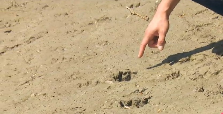 Pantera neagră văzută în Giurgiu ar fi, de fapt, un câine de talie mare. Echipa Știrilor TVR a fost pe urmele felinei