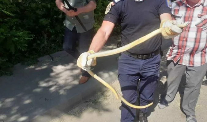 VIDEO Apel la 112 după ce un bucureștean a descoperit un șarpe în Piața Victoriei/ Jandarmii au capturat reptila și au eliberat-o în mediul său natural