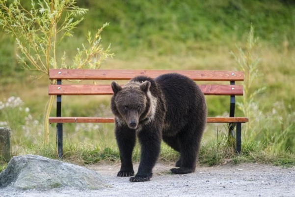 Alertă de urs în municipiul Miercurea Ciuc