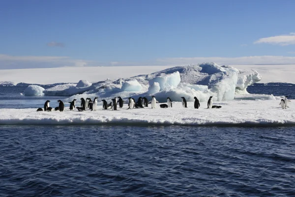 STUDIU Excrementele de pinguin determină formarea de nori care contribuie la răcirea planetei