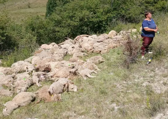 FOTO Lupii au ucis peste 100 de oi de la o stână din Brașov / ”Lupii vor mai veni”