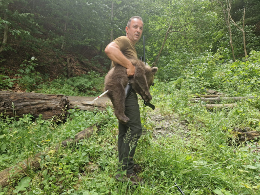 Unul dintre cei trei pui ai ursoaicei ucise pe Transfăgărăşan a fost găsit. Animalul, relocat la Centrul de reabilitare de la Zărnești