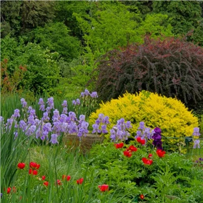 Invazie în grădină? Tratamente eficiente pentru dăunătorii florilor și pomilor