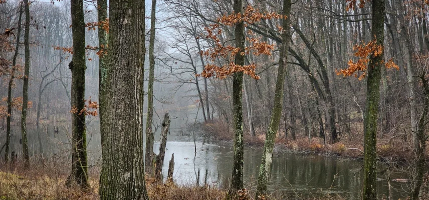 Pădure-parc de peste 20 de hectare, amenajată în Călimăneşti, Vâlcea, cu fonduri europene