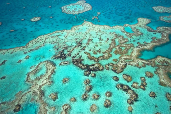 Gameţi criogenaţi, într-o grădină zoologică din Australia, ar putea fi utilizaţi pentru a salva Marea Barieră de Corali