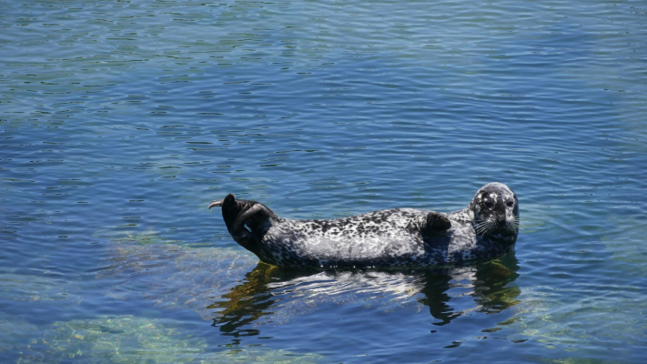 Cum se răcoresc animalele de la grădina zoologică în timpul caniculei – De la piscină gonflabilă la delicii congelate