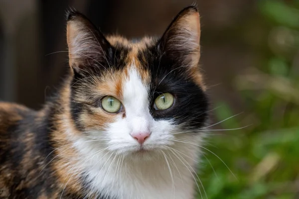 CNN: Războiul secret dintre iubitorii de animale și cei care abuzează şi profită de pe urma cruzimii faţă de pisici