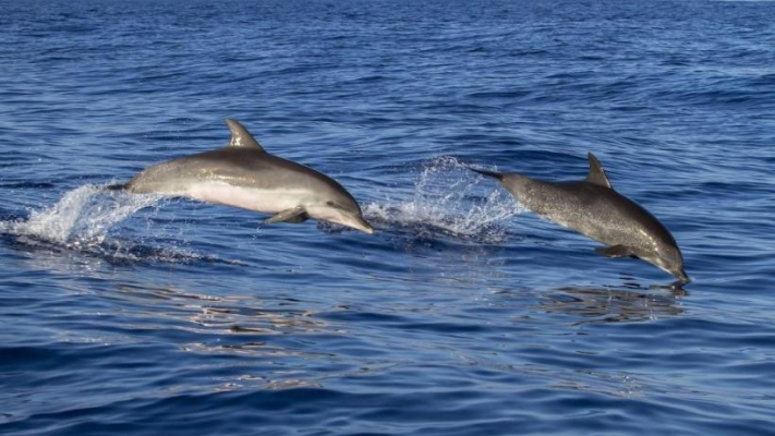 Delfinii australieni folosesc bureți pentru a vâna pești