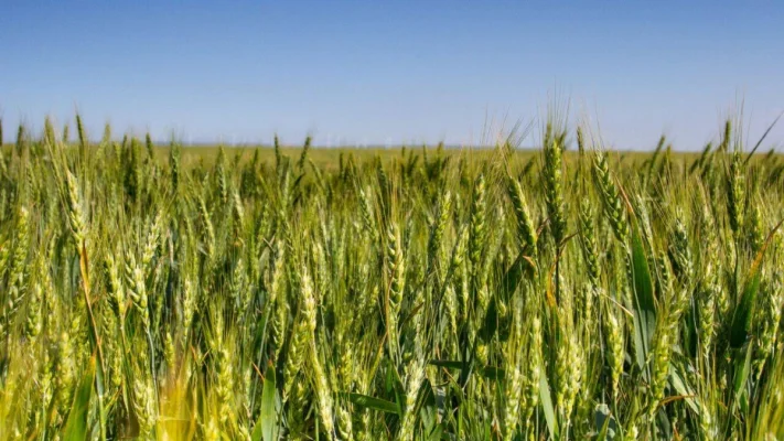 Prognoză optimistă pentru agricultură: Ministrul Mediului anunță o recoltă bună de grâu
