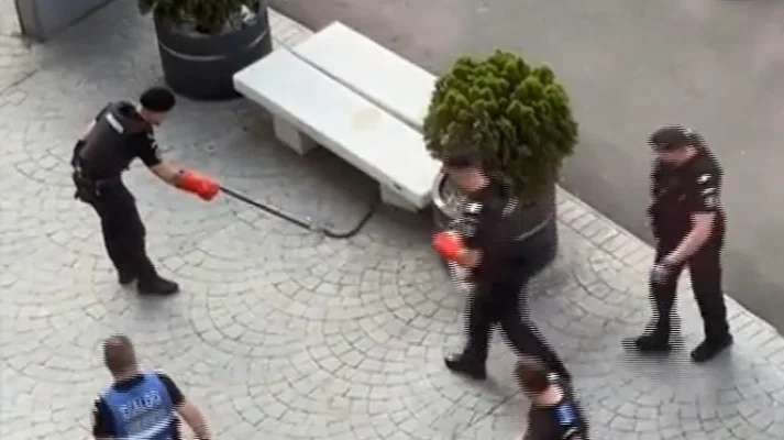 Imagini virale. Jandarmii capturează un șarpe găsit de un trecător în Piața Victoriei din București