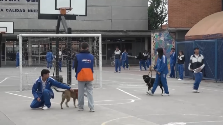 O școală din Columbia a devenit adăpost pentru zeci de câini salvați de pe străzi
