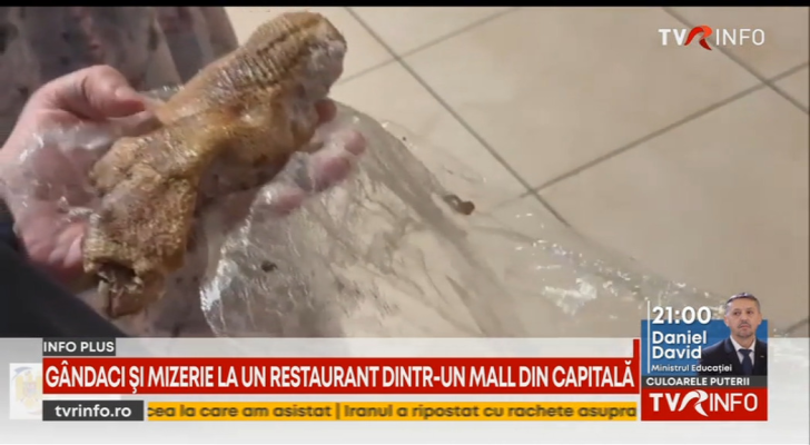 Gândaci și mizerie la un restaurant dintr-un mall din Capitală. În urma verificărilor a fost oprită temporar activitatea localului, iar administratorii au fost amendaţi cu 10.000 de lei