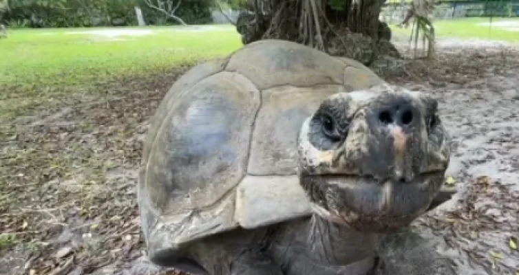 O broască ţestoasă în vârstă de 135 de ani, sărbătorită la grădina zoologică din Florida