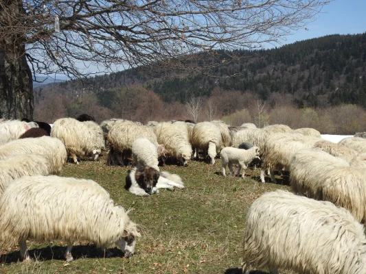 Analiză | 54% din carnea de oaie produsă în România este exportată în UE înainte de sărbătorile de Paște
