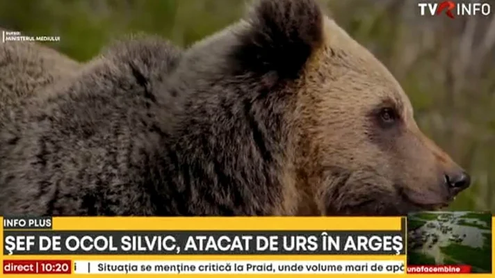 Șef de ocol silvic, atacat de un urs rănit prin împușcare