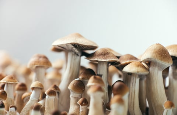 Noua Zeelandă dă undă verde folosirii psilocybin, un compus prezent în mod natural în anumite ciuperci halucinogene, în lupta împotriva depresiei