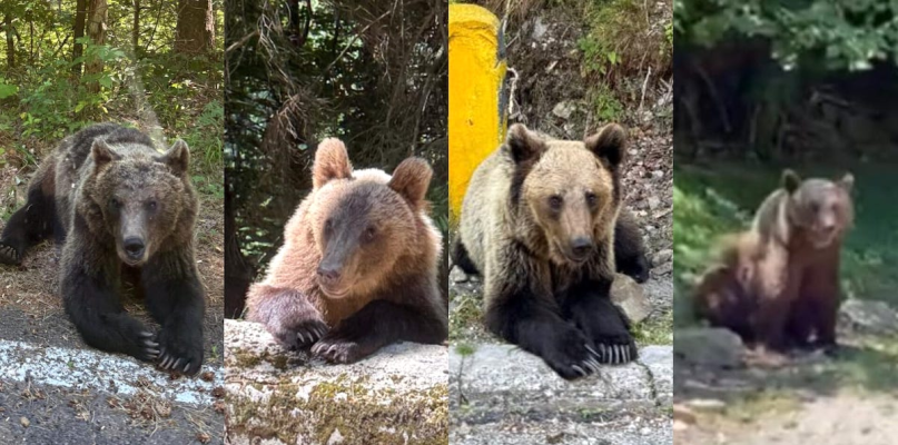 O familie din Sibiu a întâlnit opt urși pe Transfăgărășan în doar câțiva kilometri / „Unii sunt foarte mari” / Turiștii străini plătesc până la 180 de euro agențiilor pentru excursii ca să-i vadă