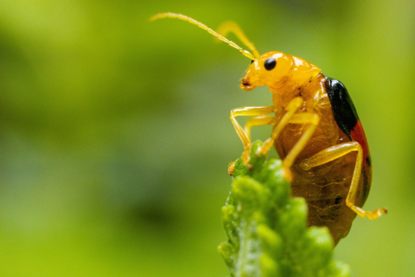 Plantele „vorbesc” cu insectele: Descoperire științifică revoluționară în Israel