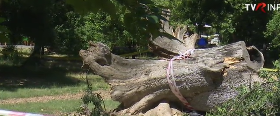 Parcurile din Capitalei şi din Ilfov, devastate de furtuna de joi. Cele mai mari pagube, la grădina zoologică. Vântul a doborât frasinul secular din Cişmigiu