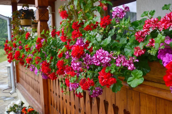 Cum poți păstra mușcatele sănătoase. Ingredientul pe care este bine să îl pun în pământul din ghivece sau în solul din grădină